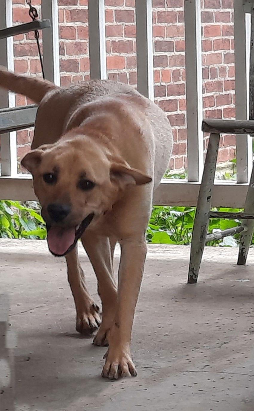 Valerie, a Adoptable mixed breed in Mcconnelsville, OH image 2/3