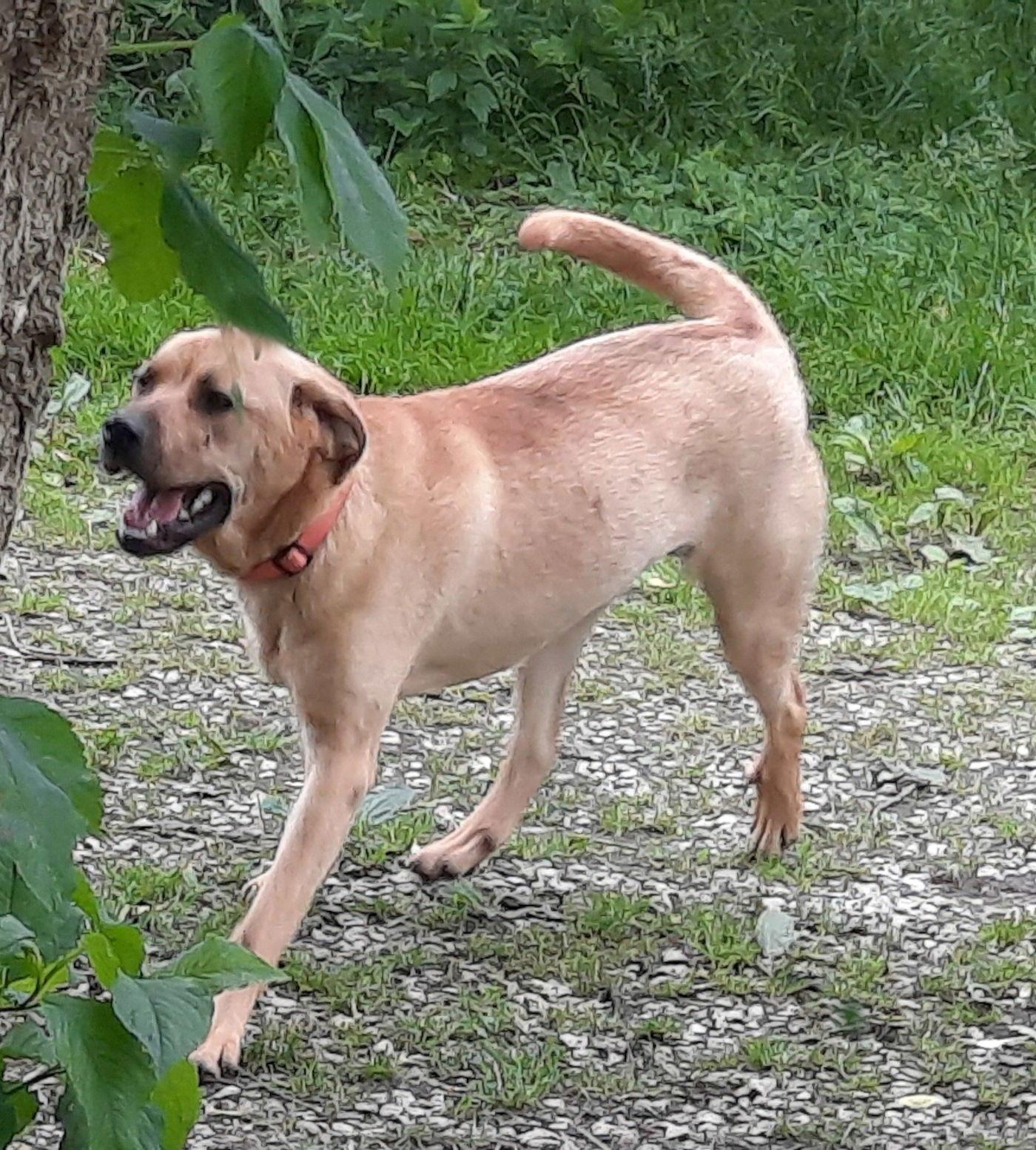 Valerie, a Adoptable mixed breed in Mcconnelsville, OH image 3/3