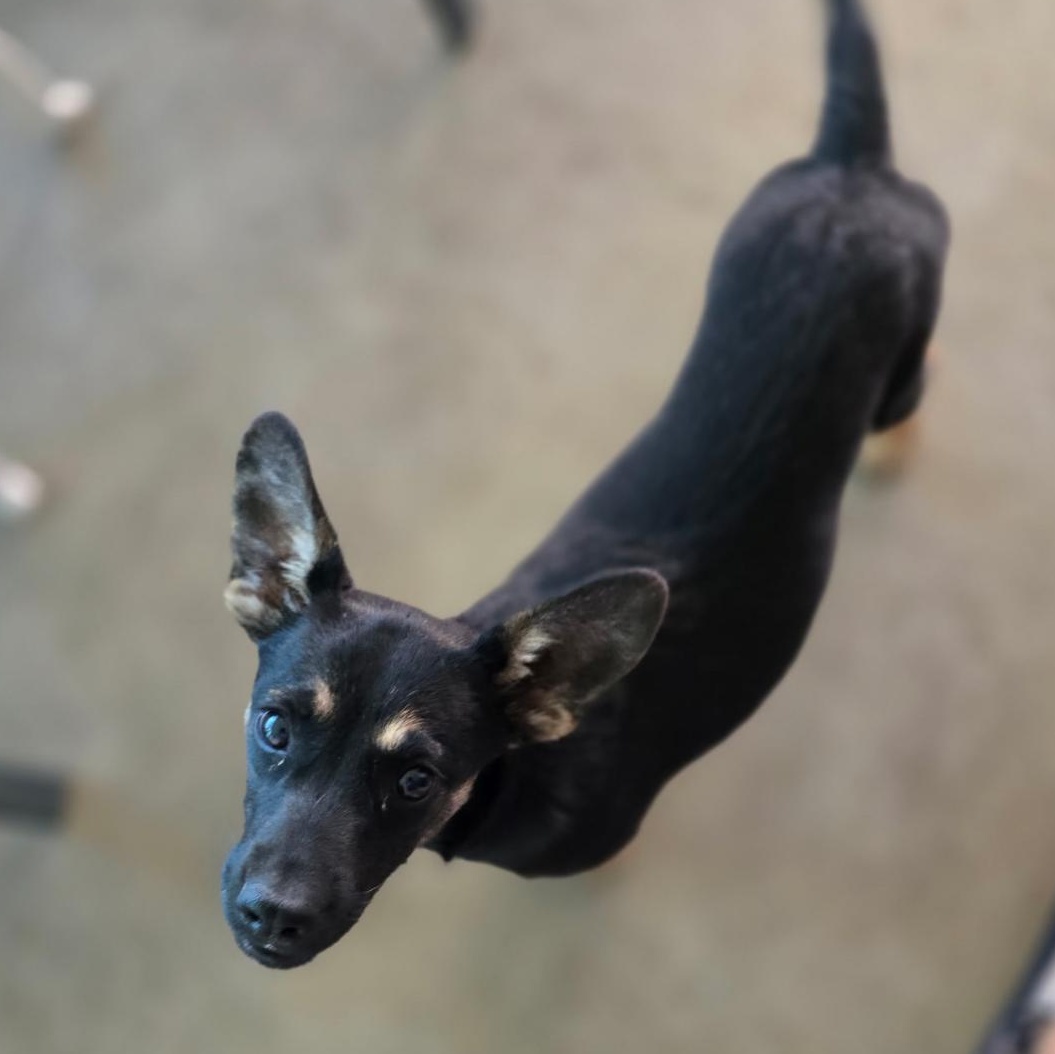 Twixie, an adoptable Chihuahua in Clovis, NM, 88101 | Photo Image 1