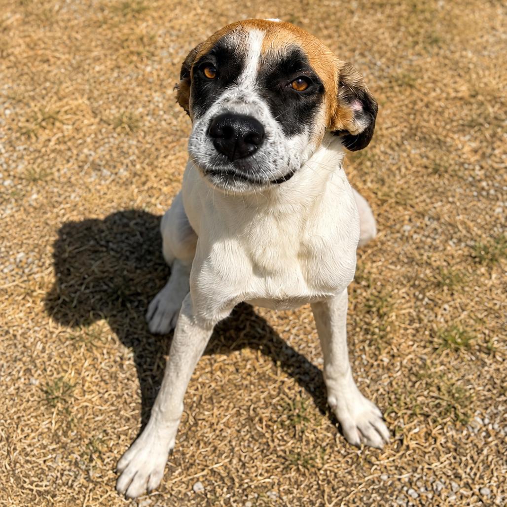 Enlarge Badger D46425, a Adoptable mixed breed in Corsicana, TX image 1/1