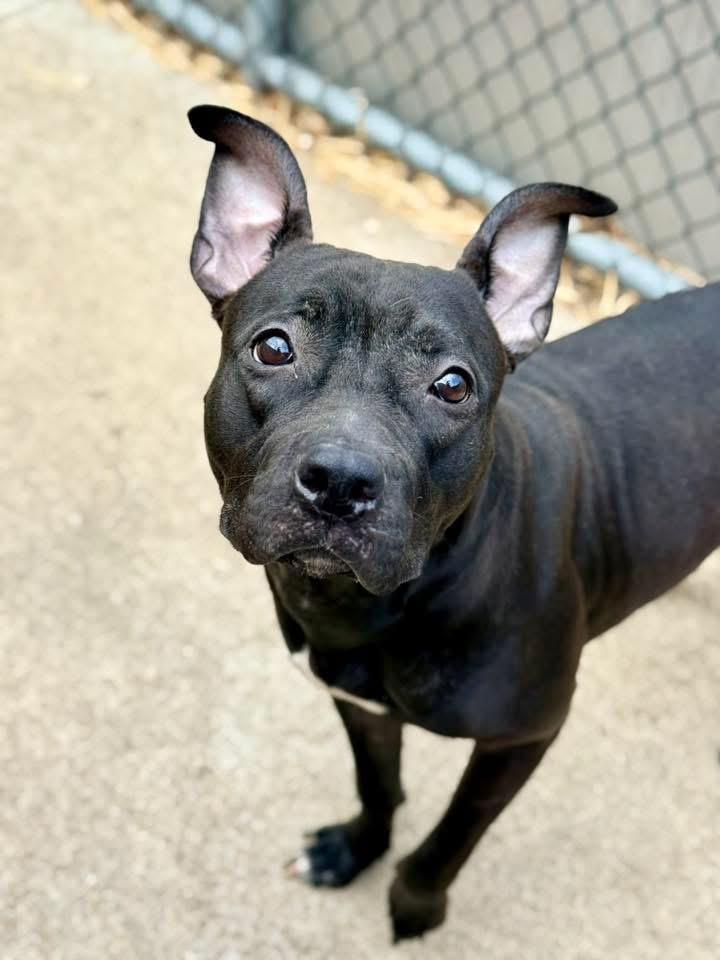 Enlarge Moiraine, a ADOPTABLE Pit Bull Terrier in Chicago, IL image 2/5
