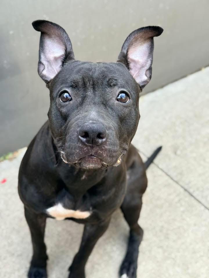 Enlarge Moiraine, a ADOPTABLE Pit Bull Terrier in Chicago, IL image 4/5