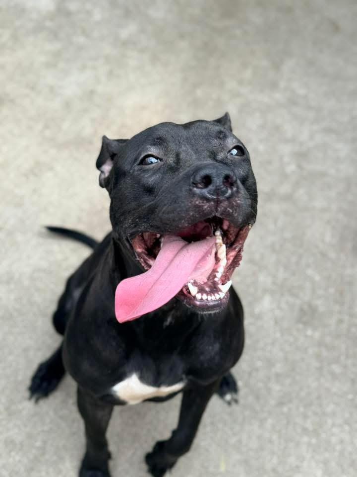 Moiraine, ADOPTABLE, Adult Female Pit Bull Terrier.