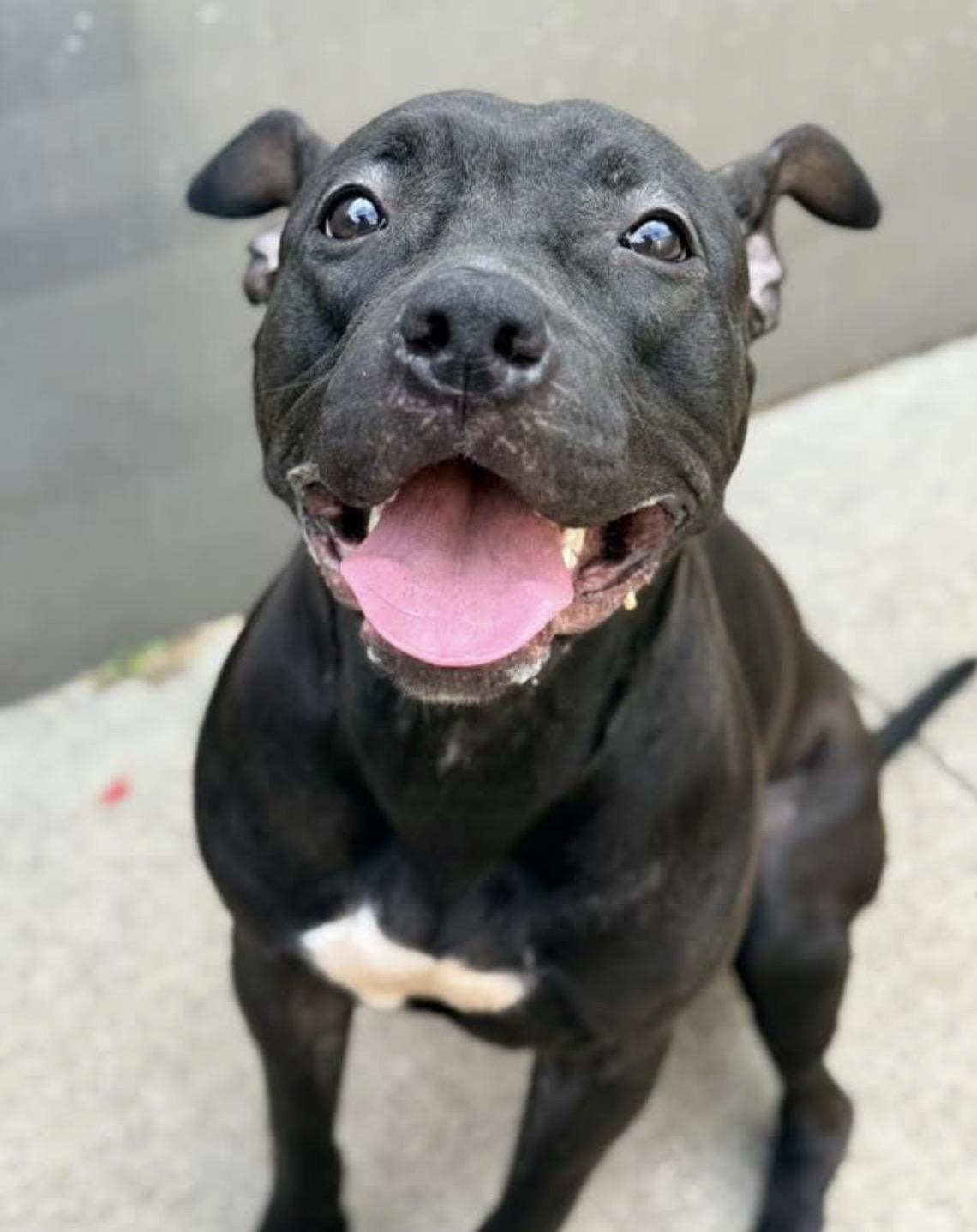 Enlarge Moiraine, a ADOPTABLE Pit Bull Terrier in Chicago, IL image 3/5
