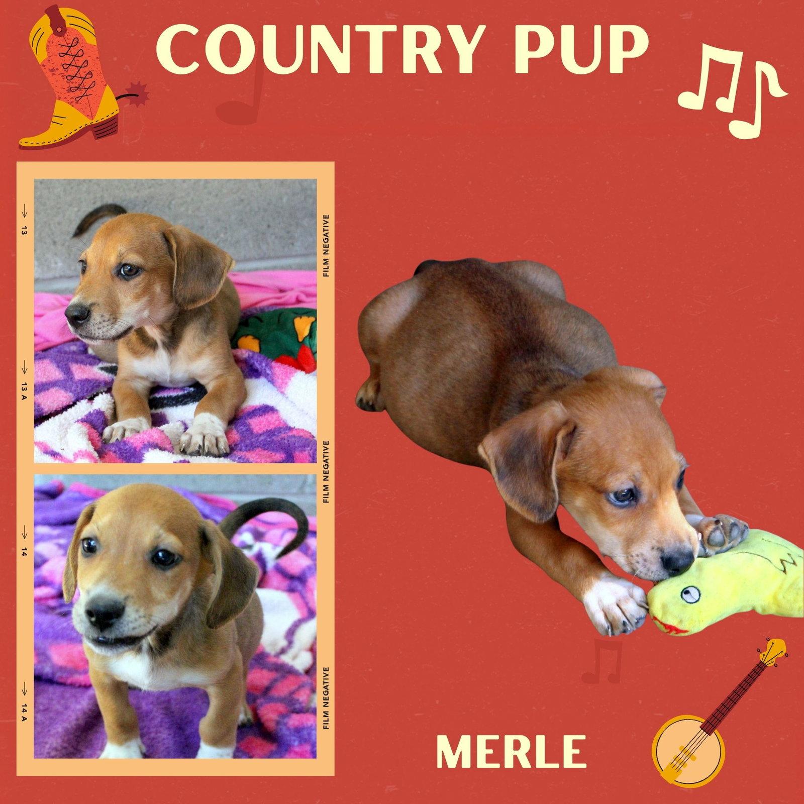 Enlarge Merle (Puppy), a Adoptable Hound in LINDSAY, CA image 1/1