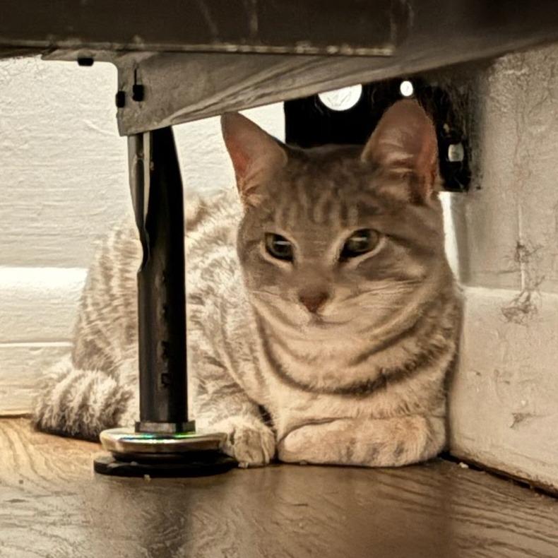 Crunch, Adoptable, Young Male Domestic Short Hair.
