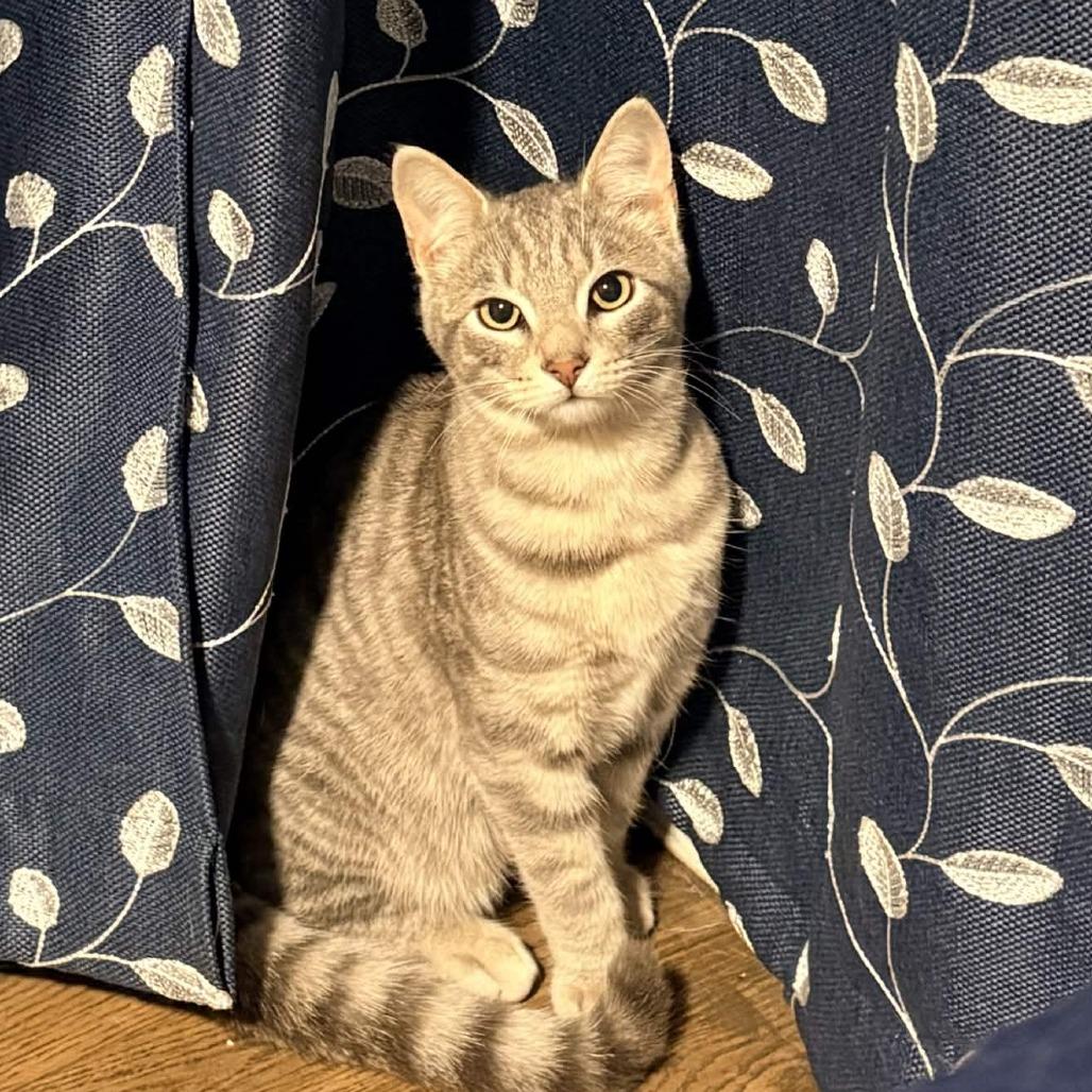 Enlarge Crunch, a Adoptable Domestic Short Hair in Delaware, OH image 2/2