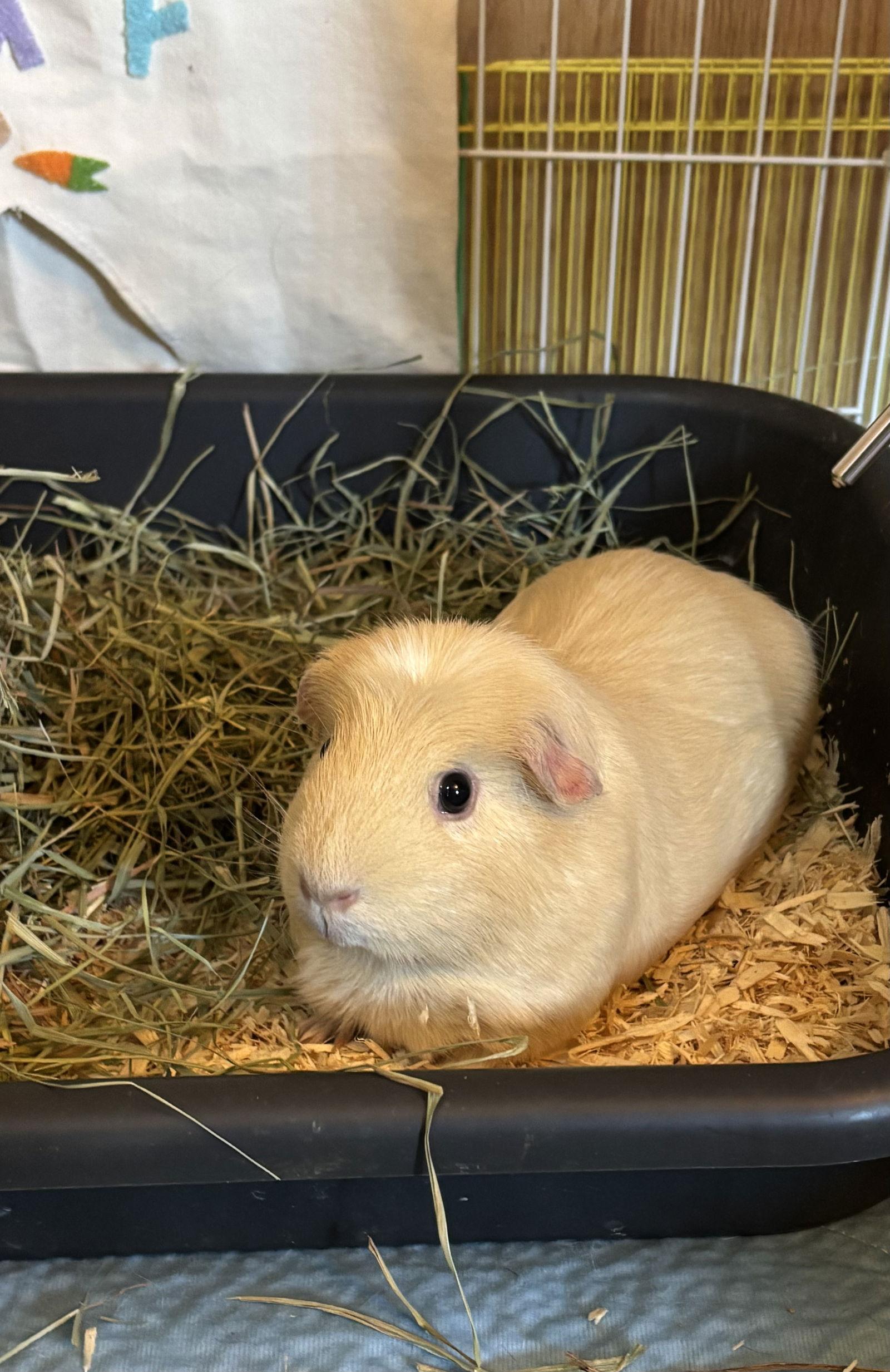 Laraine, Adoptable, Adult Female Guinea Pig.