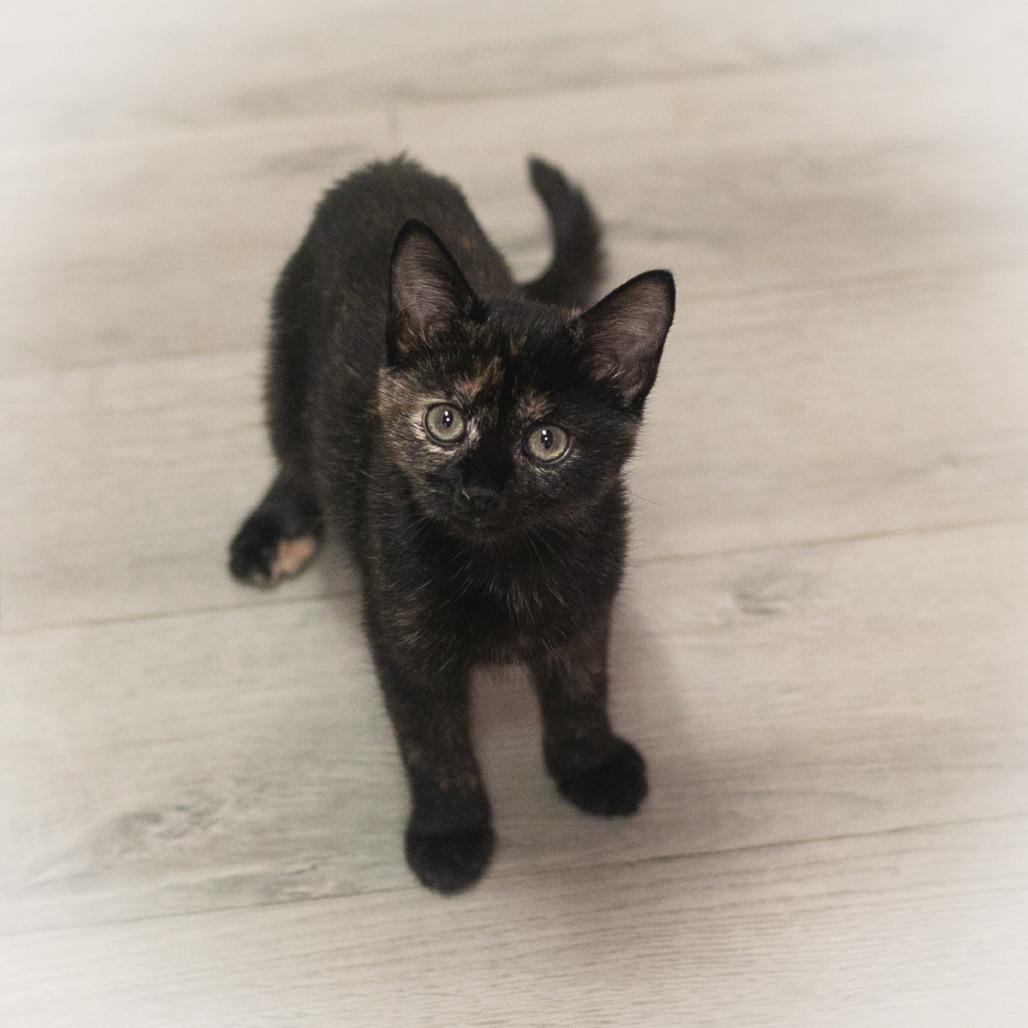 Zania, Adoptable, Kitten Female Domestic Short Hair.