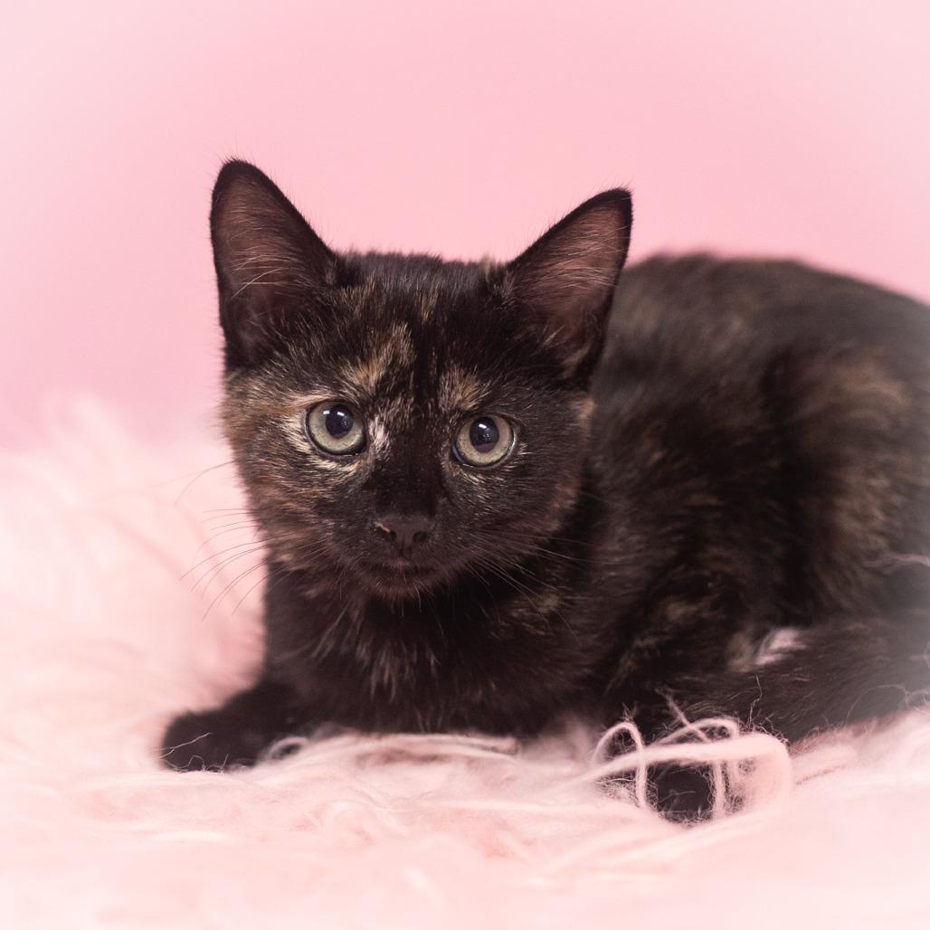 Zania, a Adoptable Domestic Short Hair in St. Augustine, FL image 2/5
