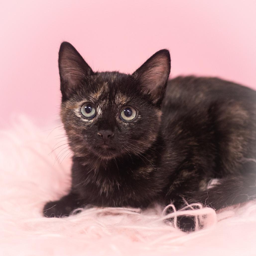 Zania, a Adoptable Domestic Short Hair in St. Augustine, FL image 3/5