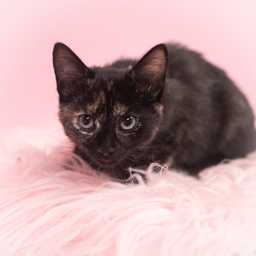 Zania, a Adoptable Domestic Short Hair in St. Augustine, FL image 5/5