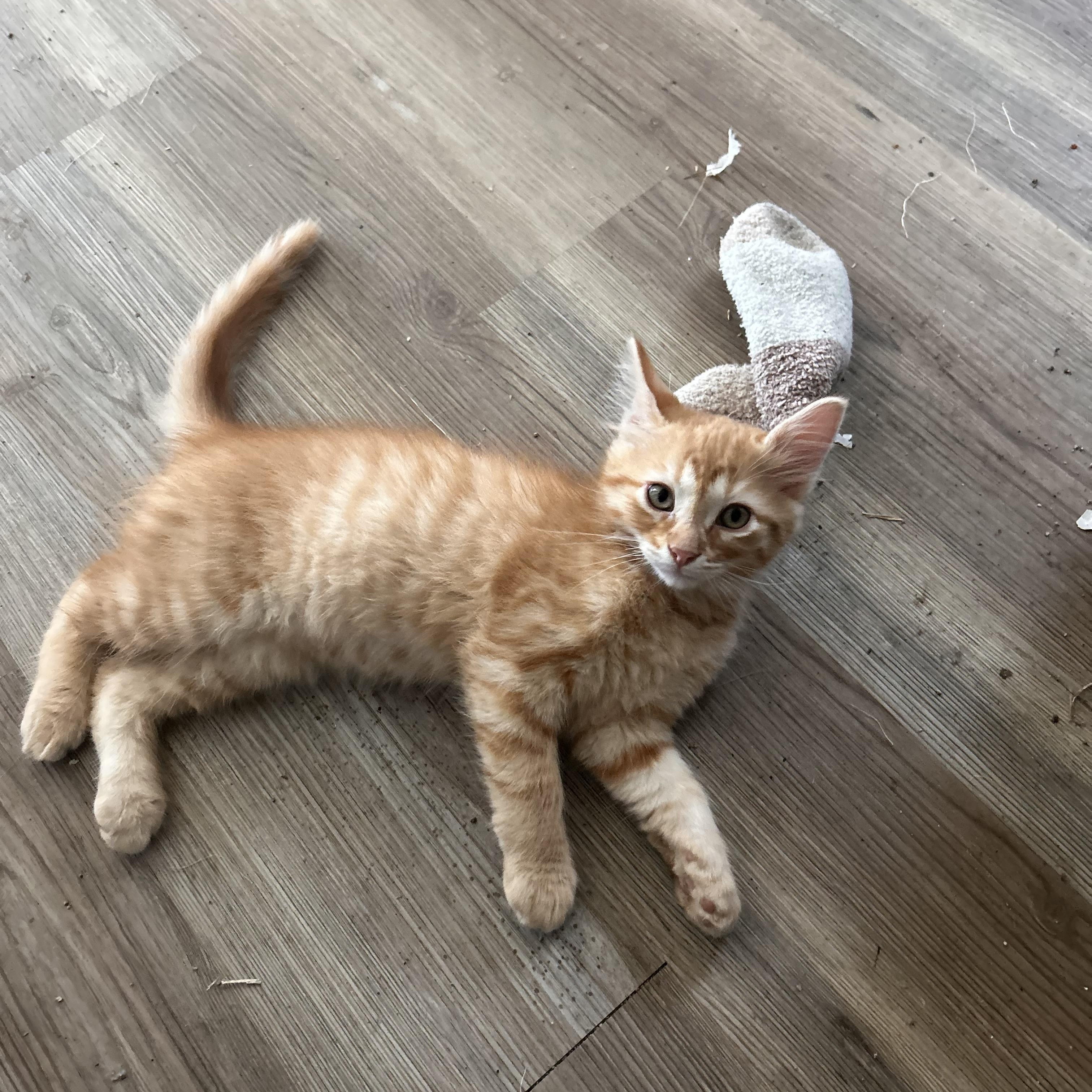 Enlarge Baby kittens, an adopted Domestic Short Hair in New Orleans, LA image 4/4