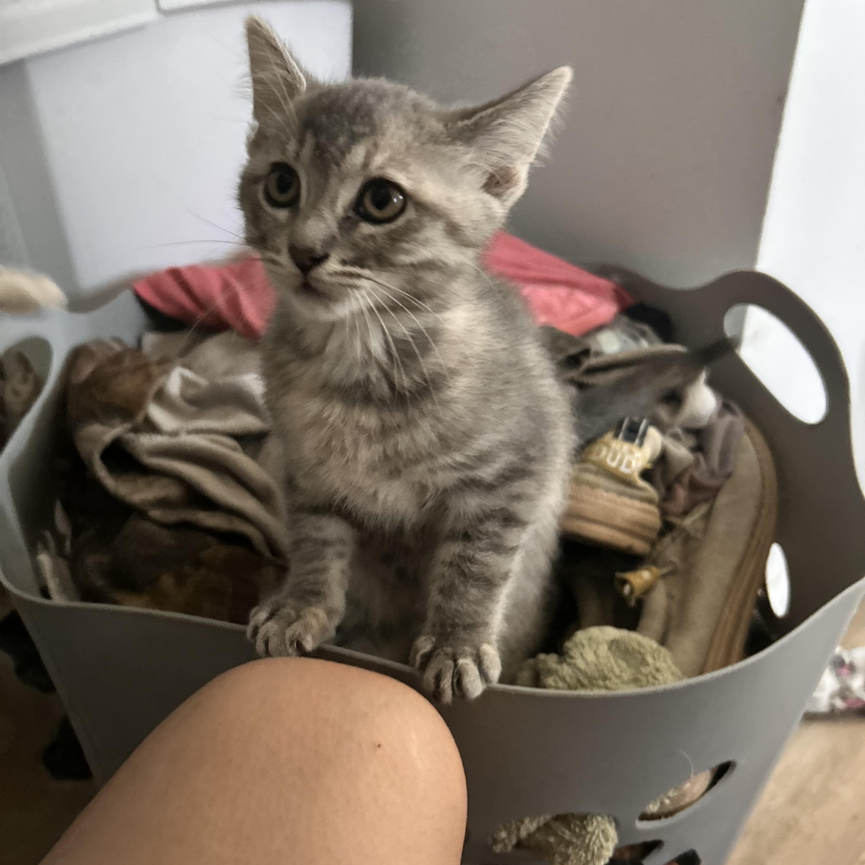 Enlarge Baby kittens, an adopted Domestic Short Hair in New Orleans, LA image 2/4
