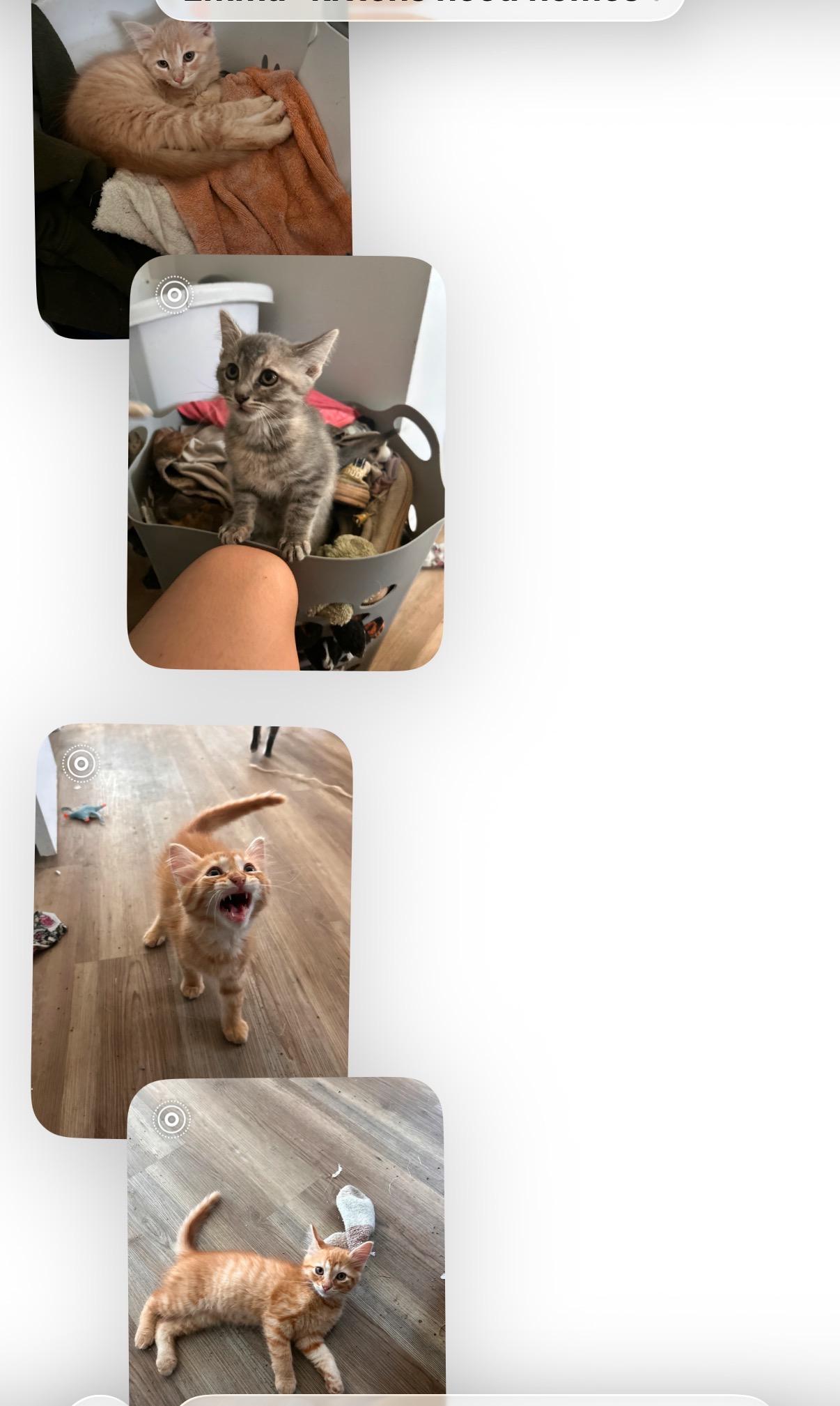 Enlarge Baby kittens, an adopted Domestic Short Hair in New Orleans, LA image 3/4