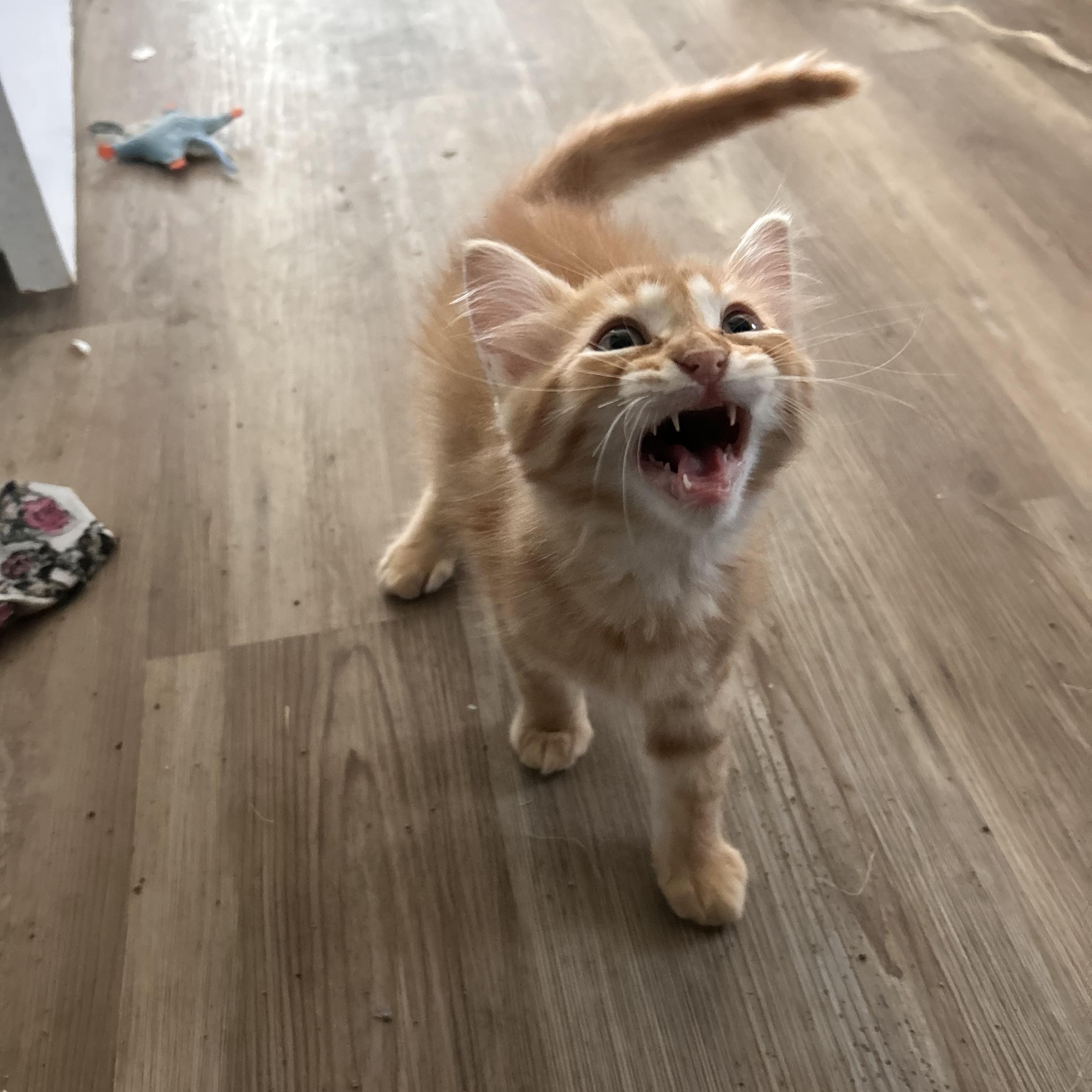 Enlarge Baby kittens, an adopted Domestic Short Hair in New Orleans, LA image 1/4