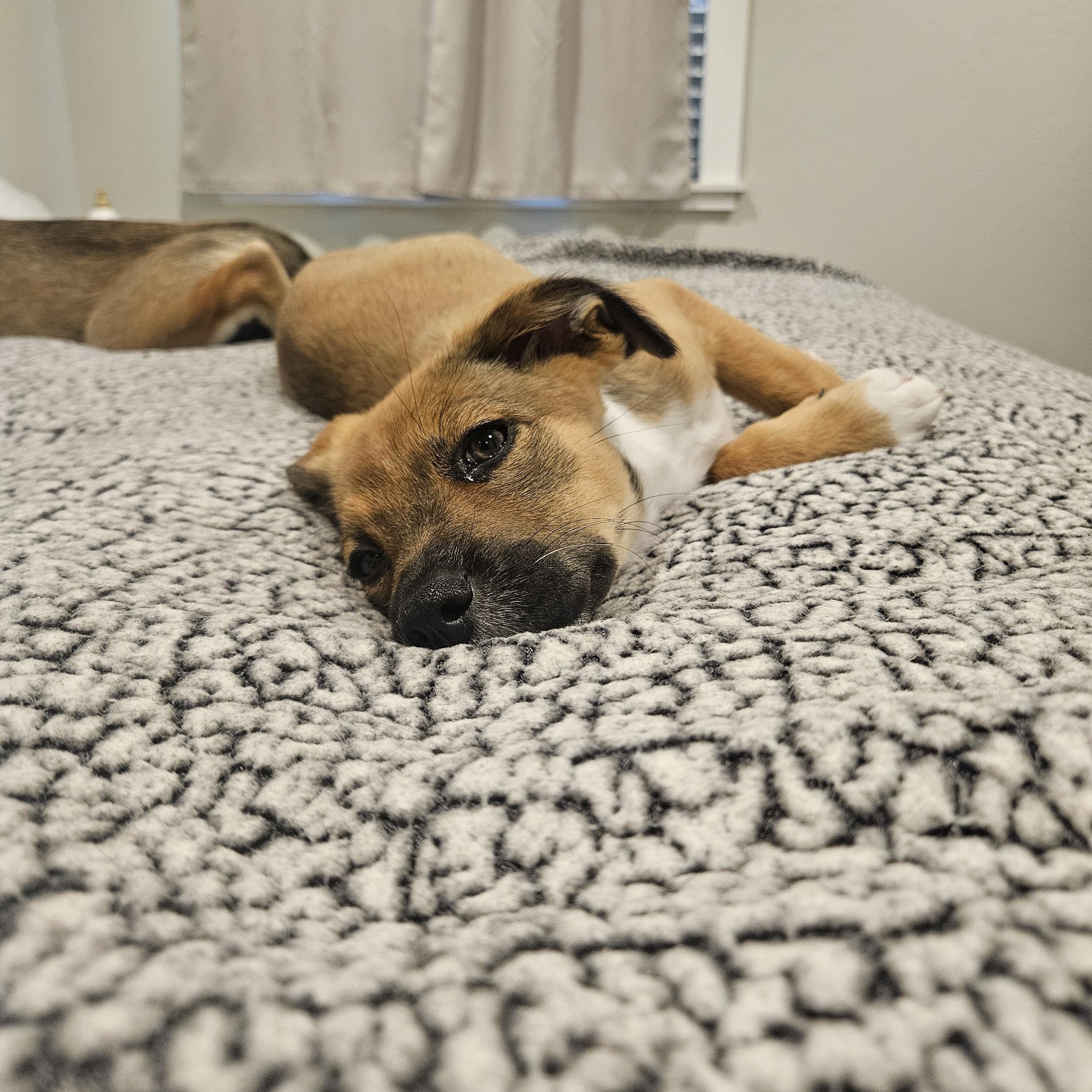 Sol, an adopted mixed breed in Santa Rosa, CA image 5/5