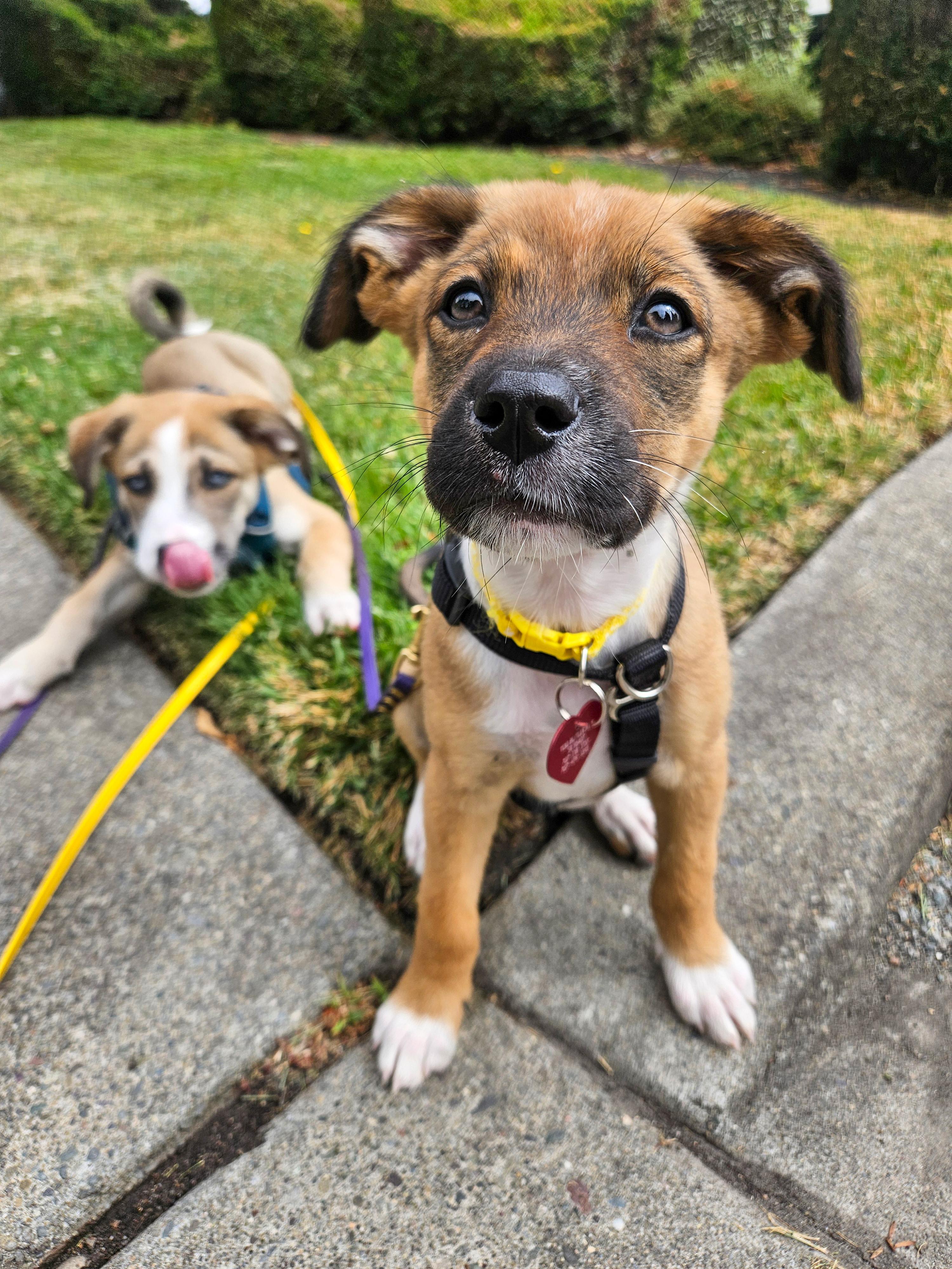 Sol, adopted, Puppy Female Siberian Husky & Shepherd.