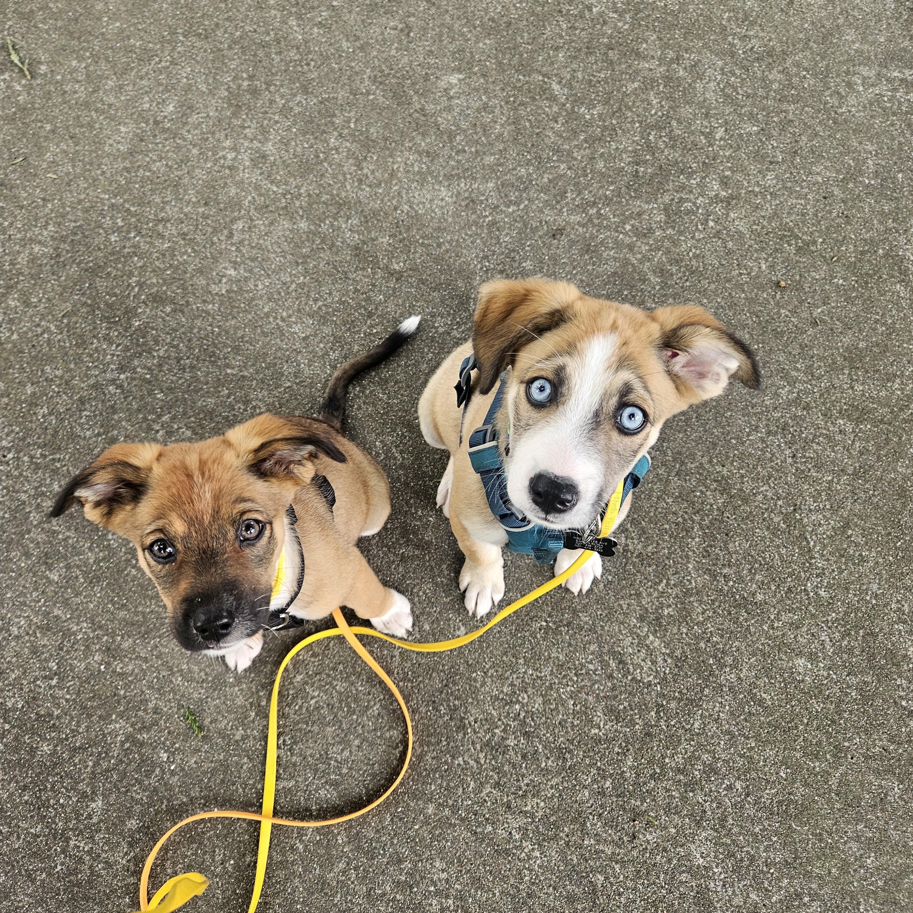 Sol, an adopted mixed breed in Santa Rosa, CA image 2/5