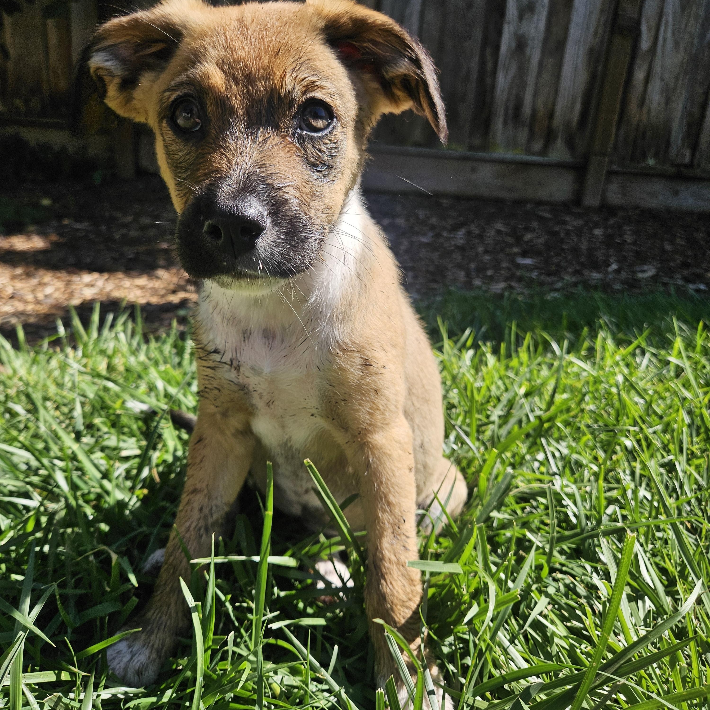 Sol, an adopted mixed breed in Santa Rosa, CA image 3/5