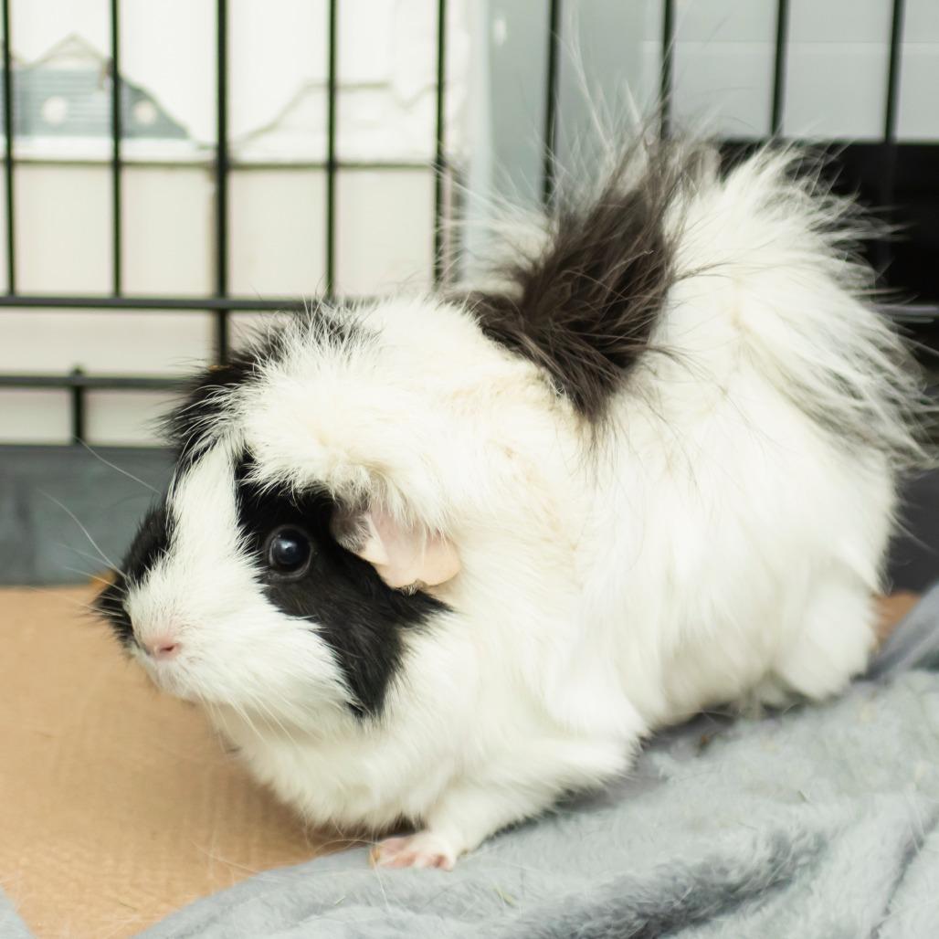 June, Adoptable, Adult Female Guinea Pig.
