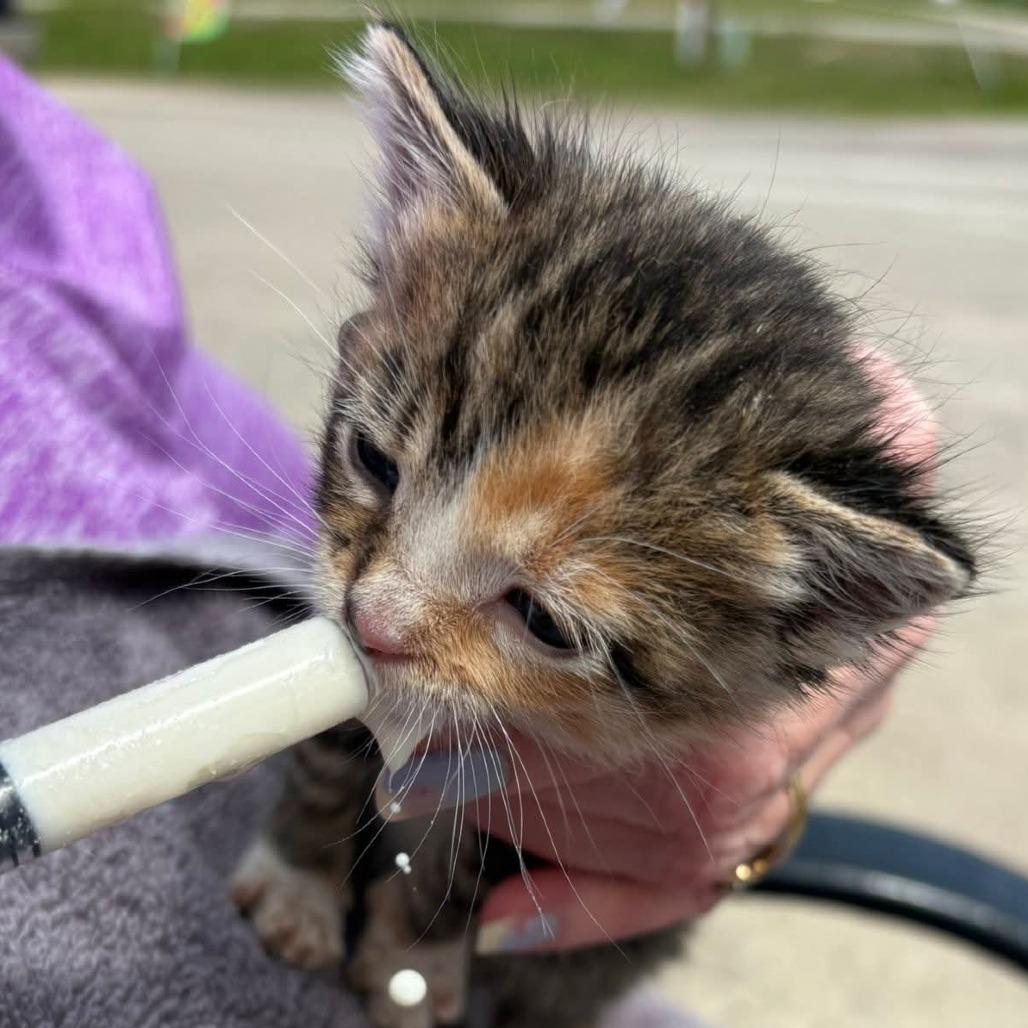 Venus, Adoptable, Kitten Female Domestic Short Hair.