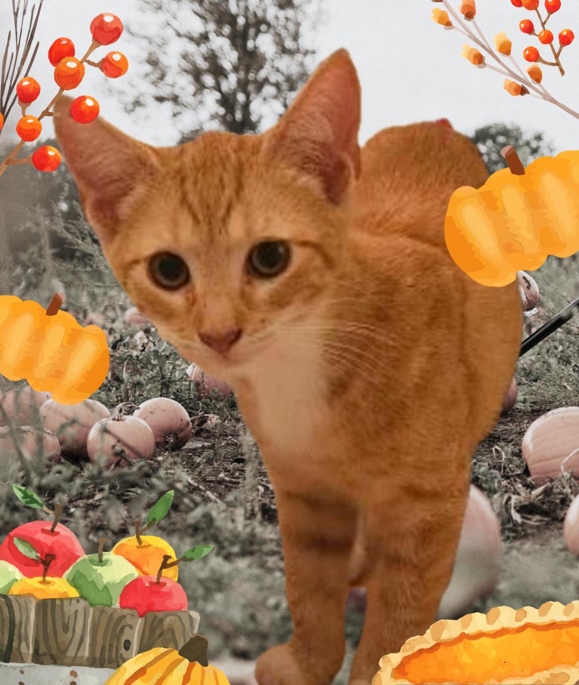 TIGGER, a Adoptable Domestic Short Hair in Spotswood, NJ image 1/2