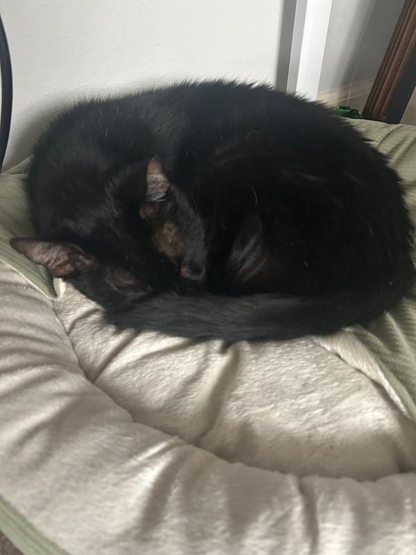 Enlarge Becker, a ADOPTABLE Domestic Short Hair in Denver, CO image 5/6