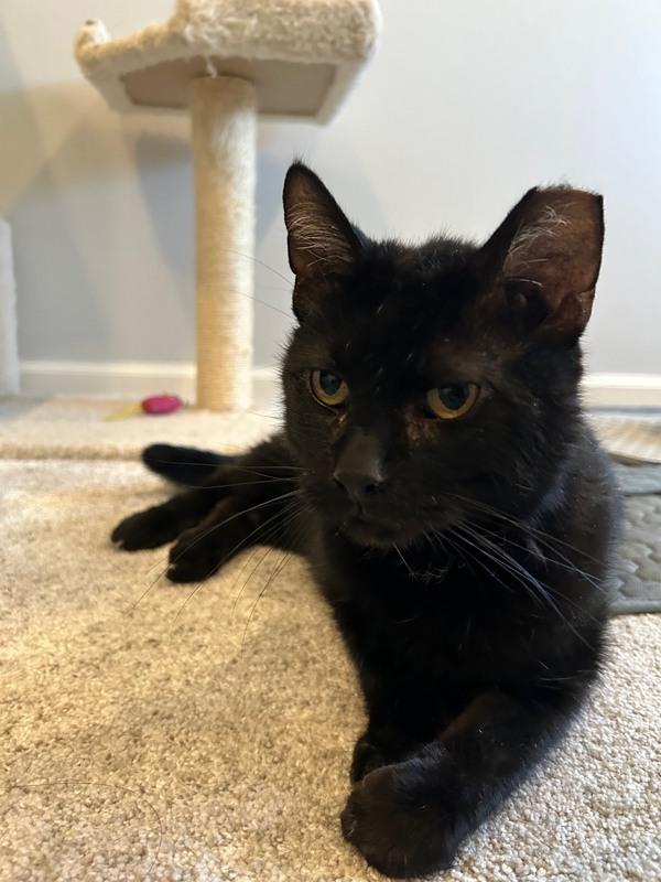 Enlarge Becker, a ADOPTABLE Domestic Short Hair in Denver, CO image 3/6