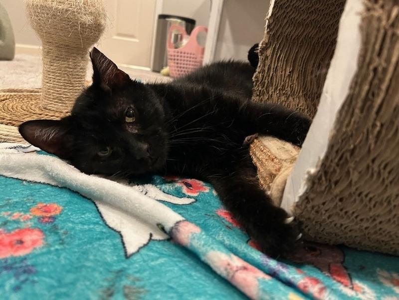 Enlarge Becker, a ADOPTABLE Domestic Short Hair in Denver, CO image 4/6