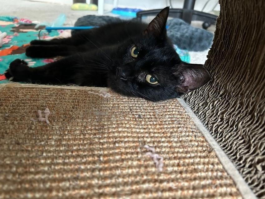 Enlarge Becker, a ADOPTABLE Domestic Short Hair in Denver, CO image 2/6
