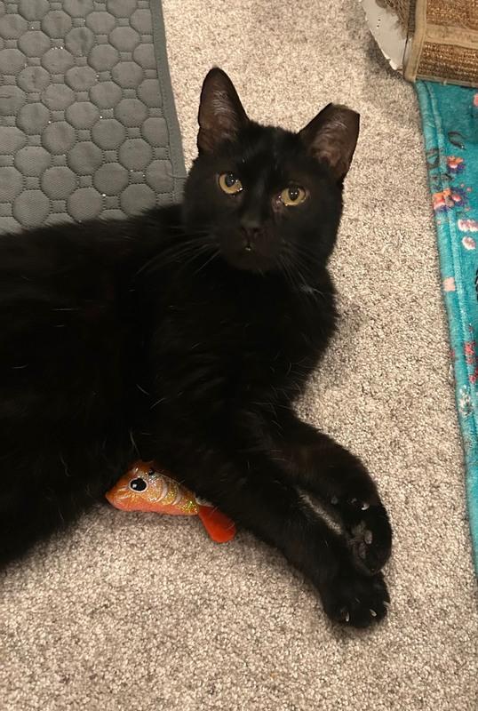 Enlarge Becker, a ADOPTABLE Domestic Short Hair in Denver, CO image 6/6