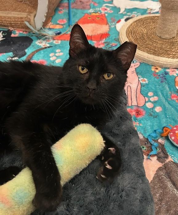 Becker, ADOPTABLE, Adult Male Domestic Short Hair.