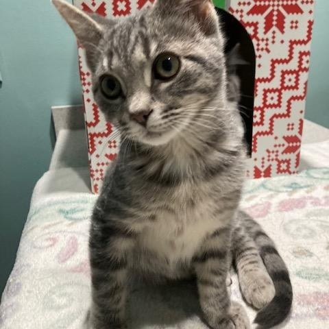 GRIGIO, ADOPTABLE, Kitten Male Domestic Short Hair.