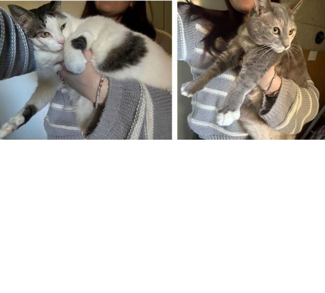 Missy & Twinkle Toes, Adopted, Senior Female Domestic Short Hair.