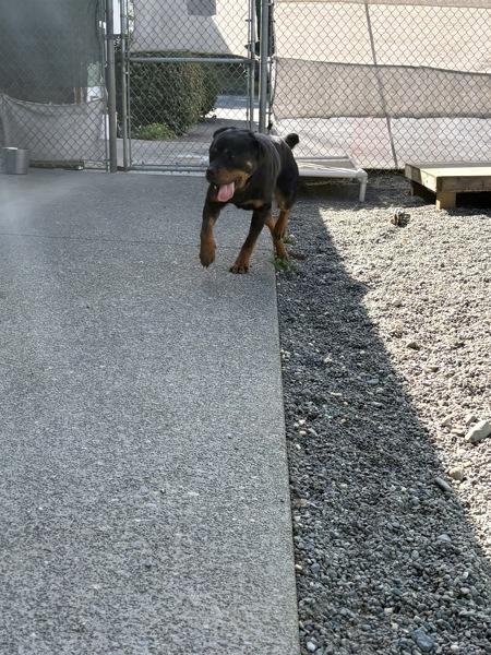 Luna, Adoptable, Young Female Rottweiler.