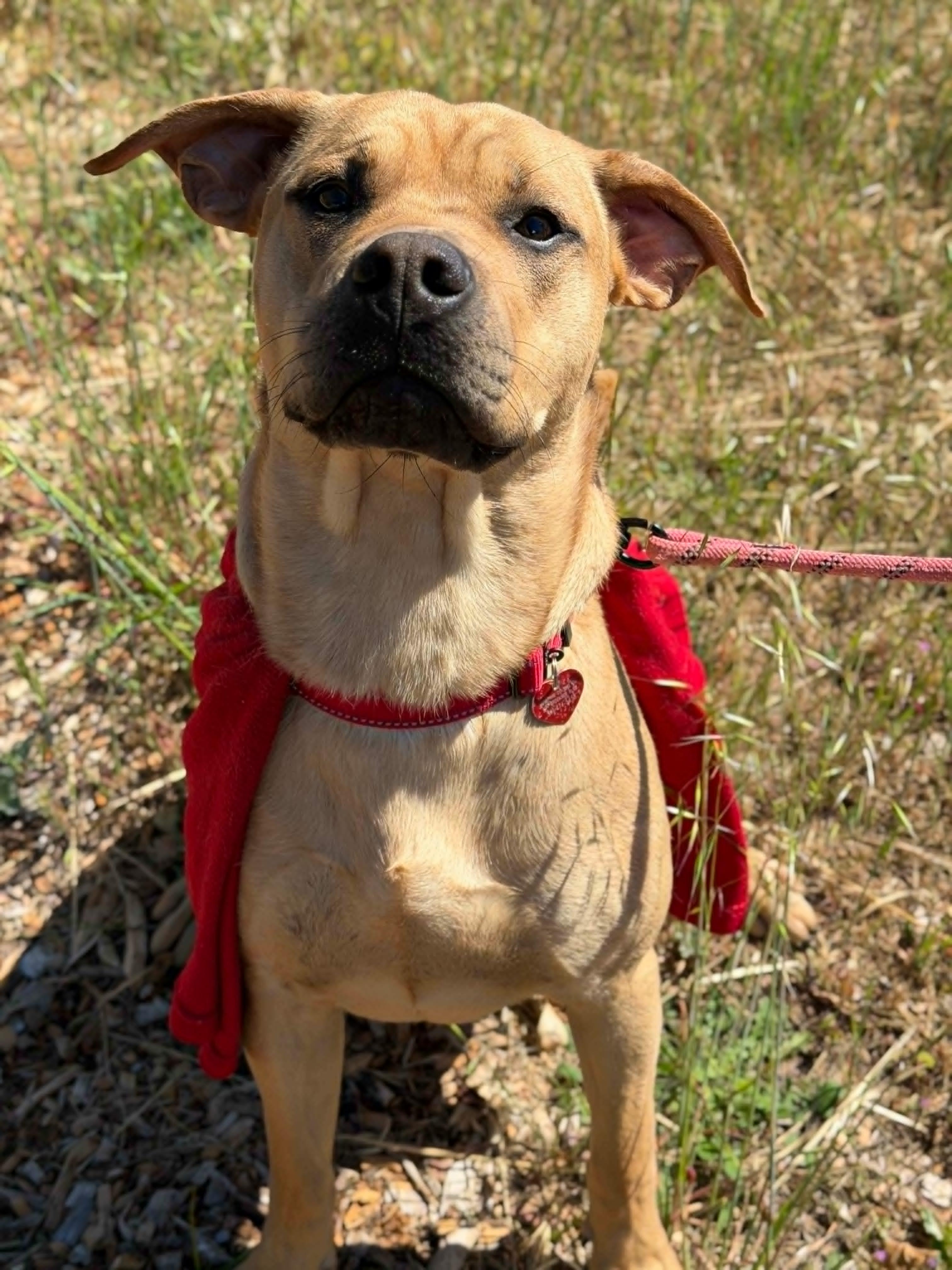 Wonder, a ADOPTABLE mixed breed in Grants Pass, OR image 2/5