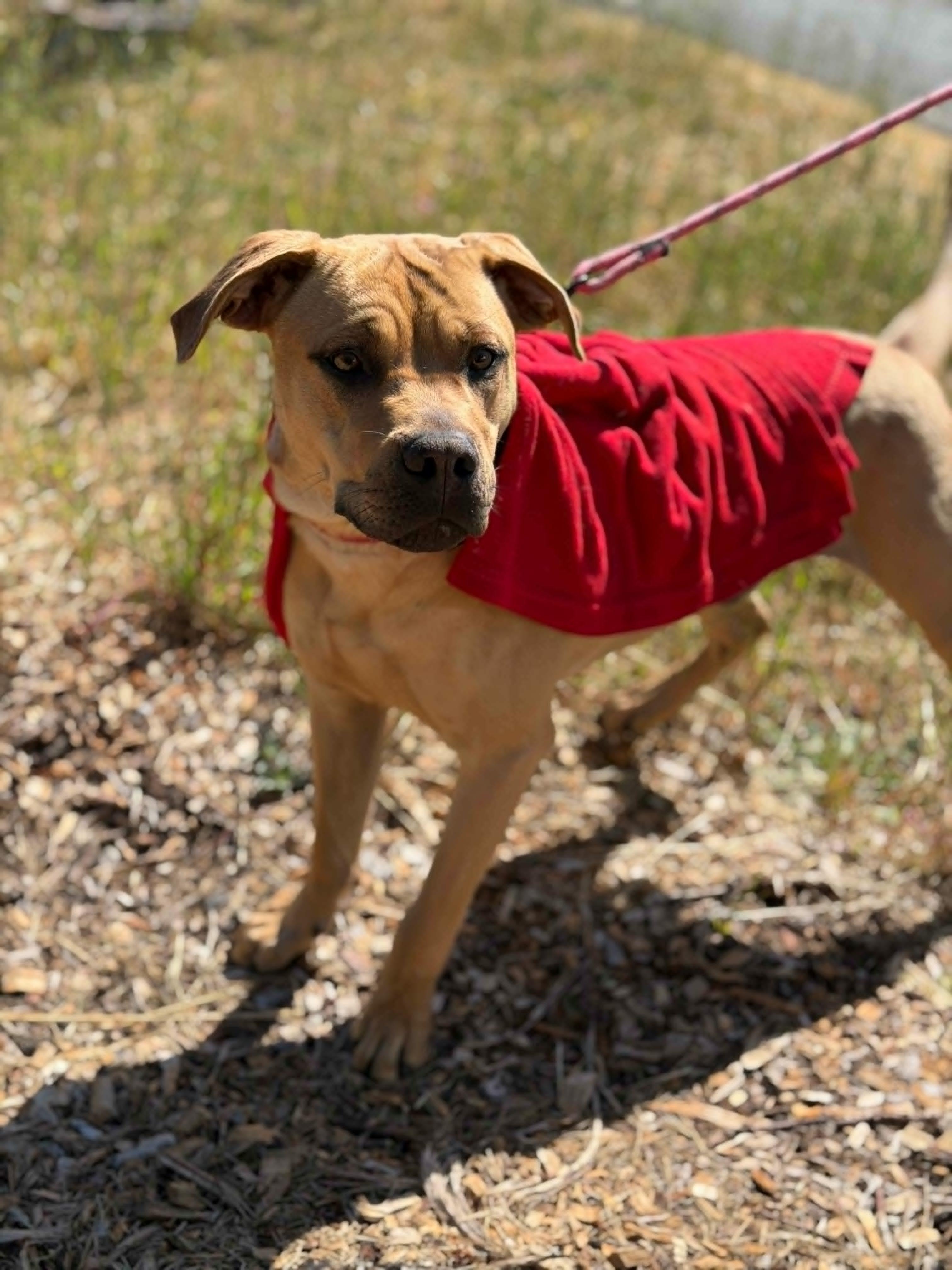 Wonder, a ADOPTABLE mixed breed in Grants Pass, OR image 3/5