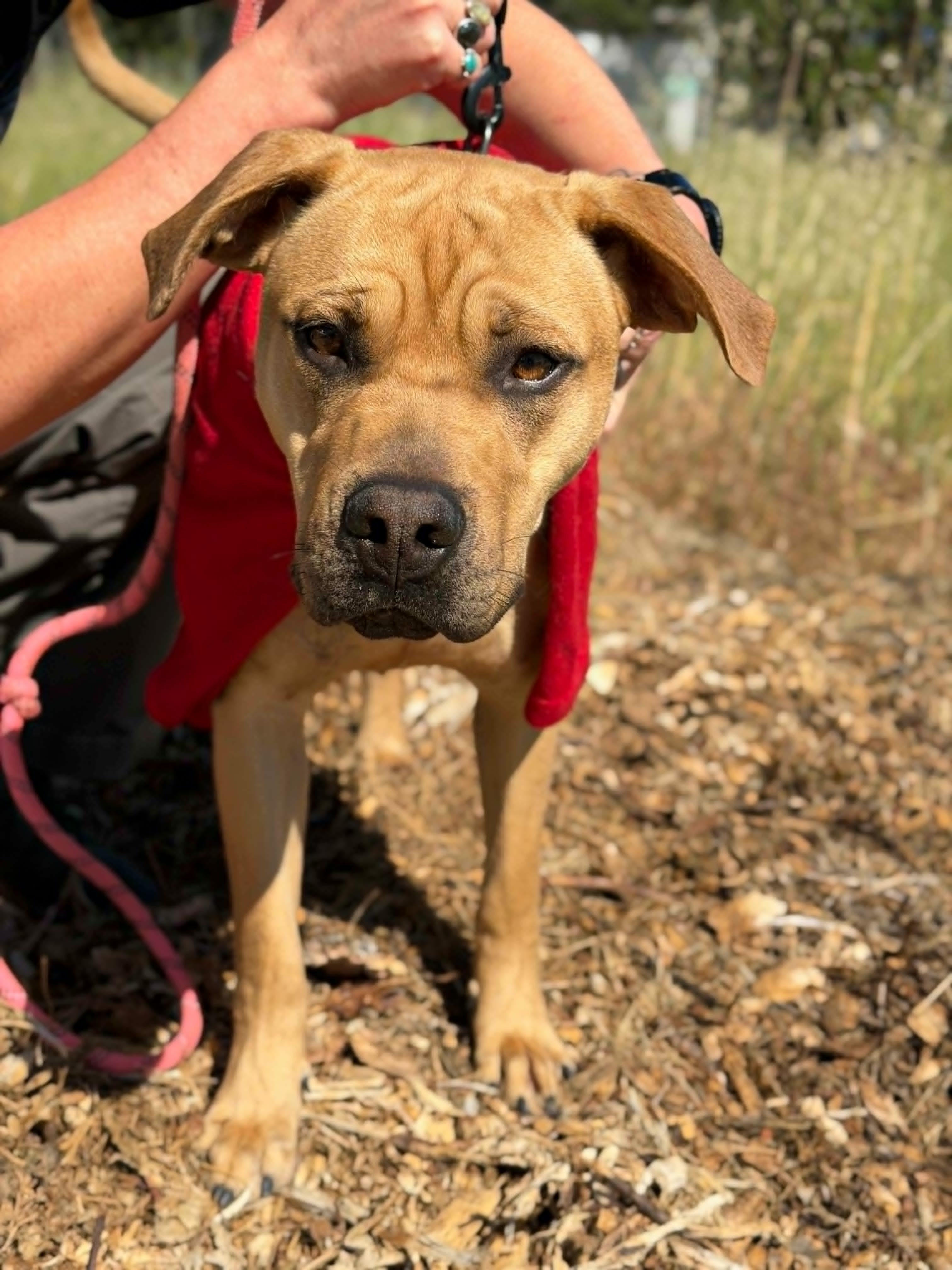 Wonder, a ADOPTABLE mixed breed in Grants Pass, OR image 1/5