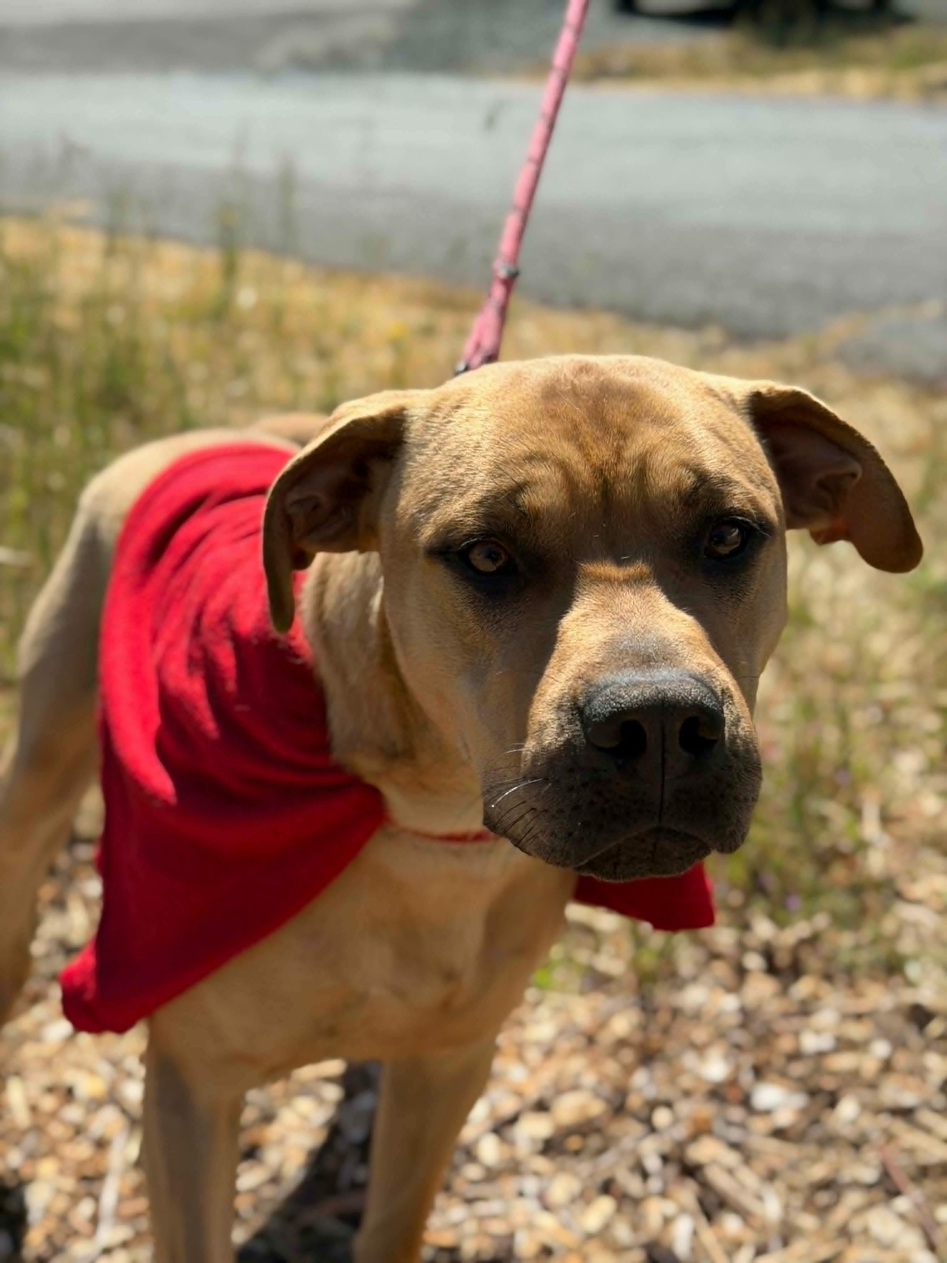 Wonder, a ADOPTABLE mixed breed in Grants Pass, OR image 4/5