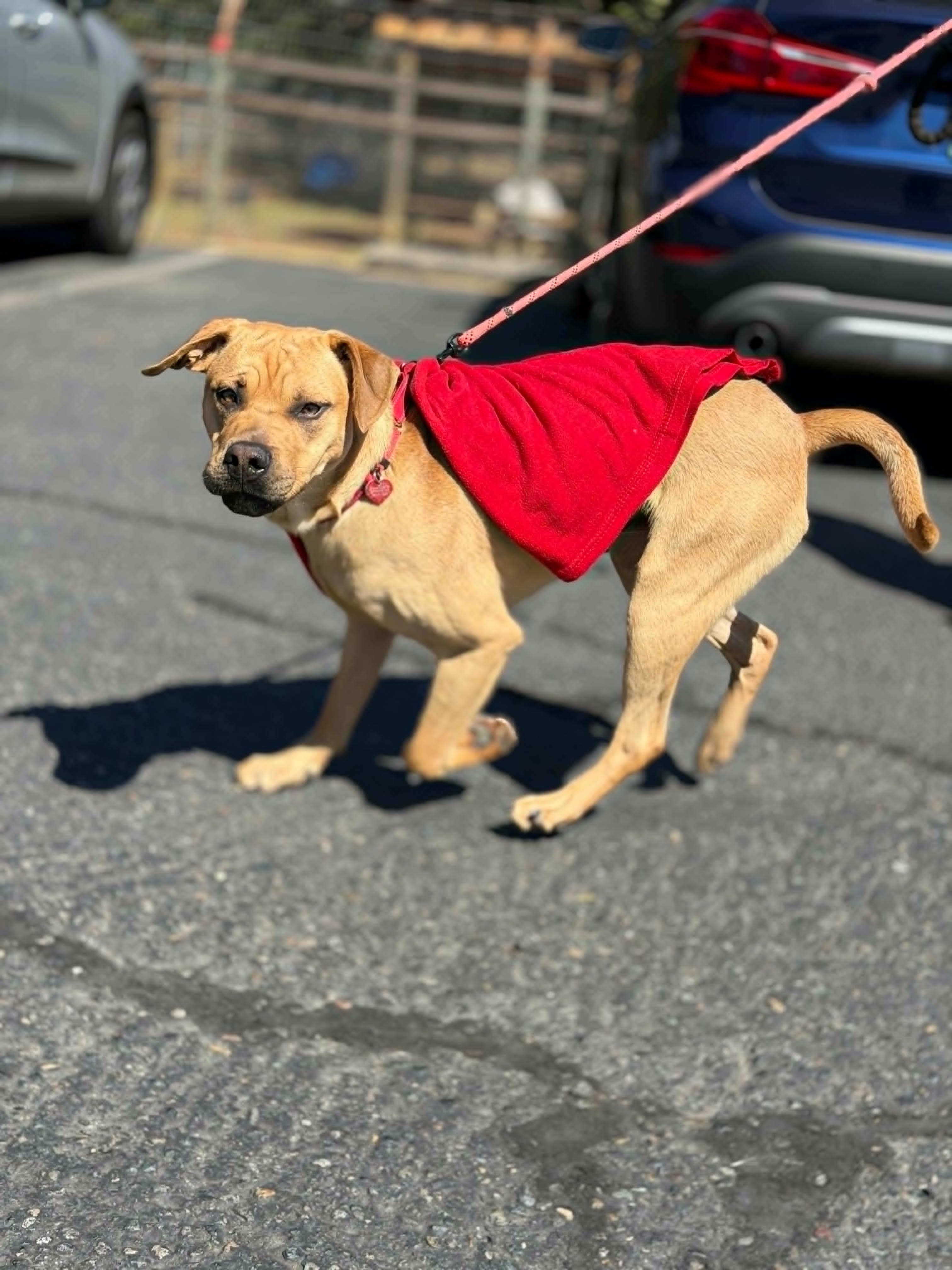 Wonder, a ADOPTABLE mixed breed in Grants Pass, OR image 5/5