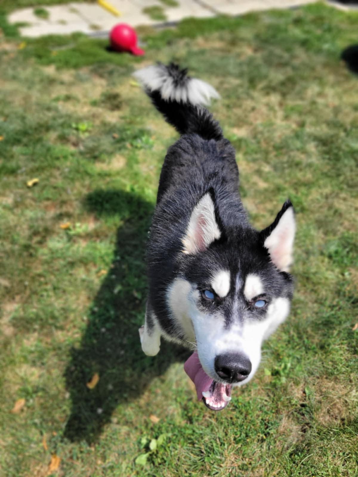 Blitz, Adoptable, Adult Male Husky.