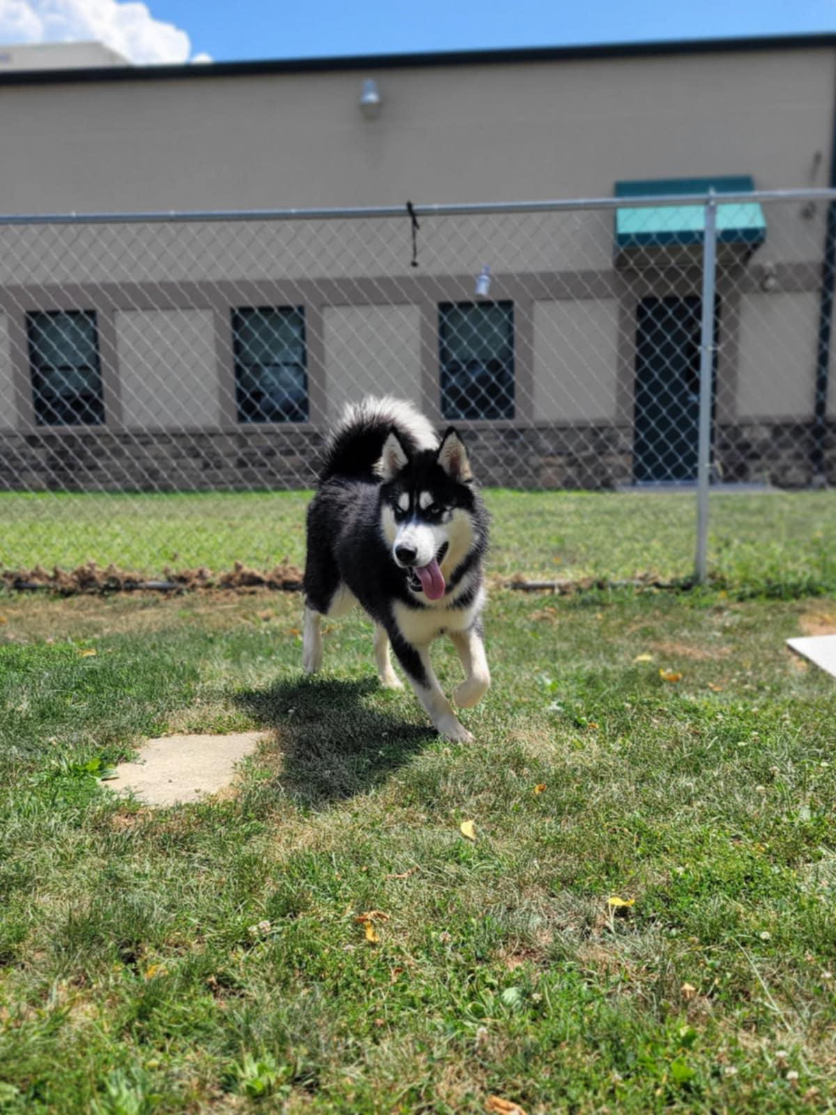 Blitz, a Adoptable mixed breed in Chambersburg, PA image 2/2