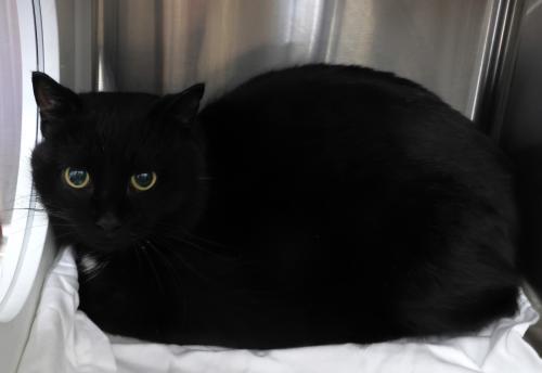 Tetris, Adoptable, Adult Male Domestic Short Hair.
