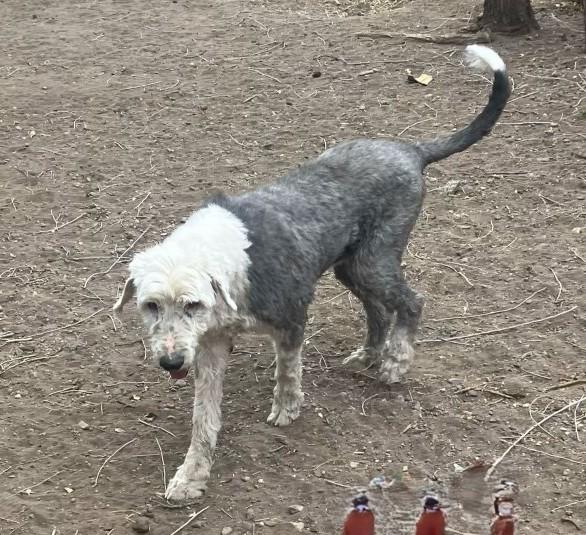 Enlarge Hoss, a Adoptable Old English Sheepdog in Argyle, TX image 1/3