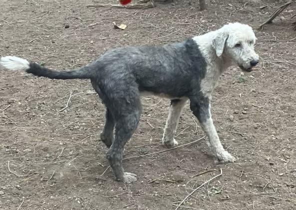 Enlarge Hoss, a Adoptable Old English Sheepdog in Argyle, TX image 2/3