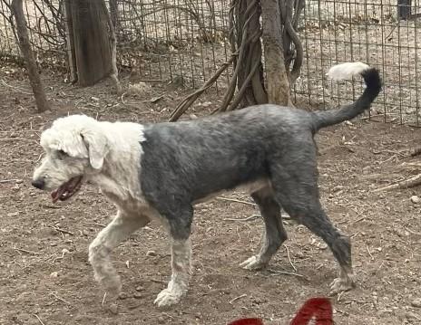 Enlarge Hoss, a Adoptable Old English Sheepdog in Argyle, TX image 3/3