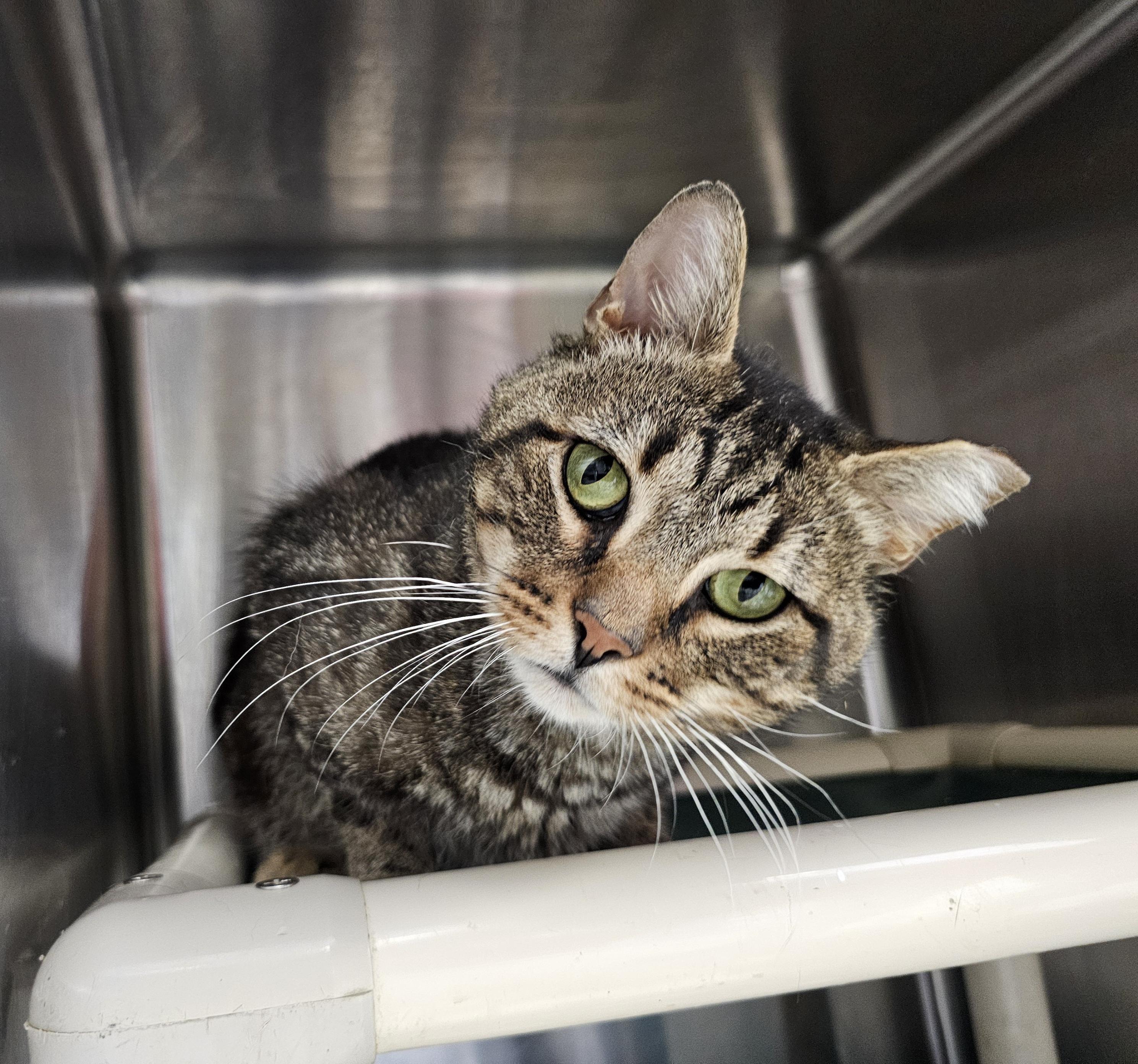 Macchiato, Senior Male unknown