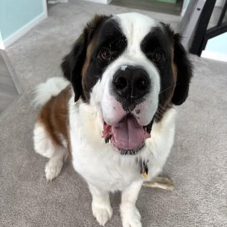 Enlarge Tiny, a Adoptable Saint Bernard in Crystal, MN image 1/4