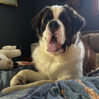 Enlarge Tiny, a Adoptable Saint Bernard in Crystal, MN image 2/4